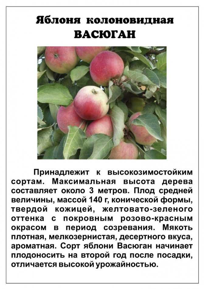 Колоновидные яблони: посадка и уход. сорта колоновидных яблонь с фото