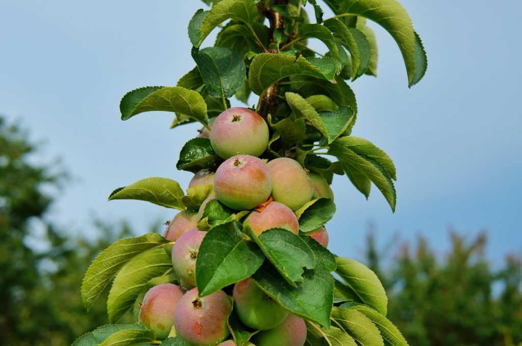 Колоновидные яблони, сорта для сибири, посадка и уход