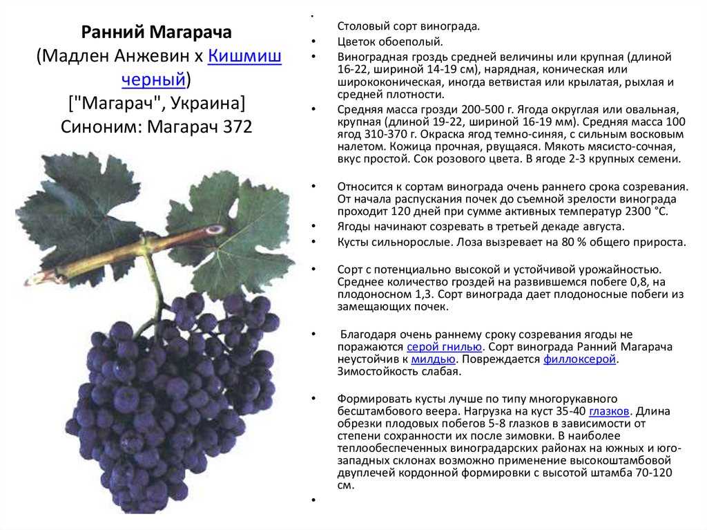 Сорта винограда для средней полосы россии. полный каталог с фото