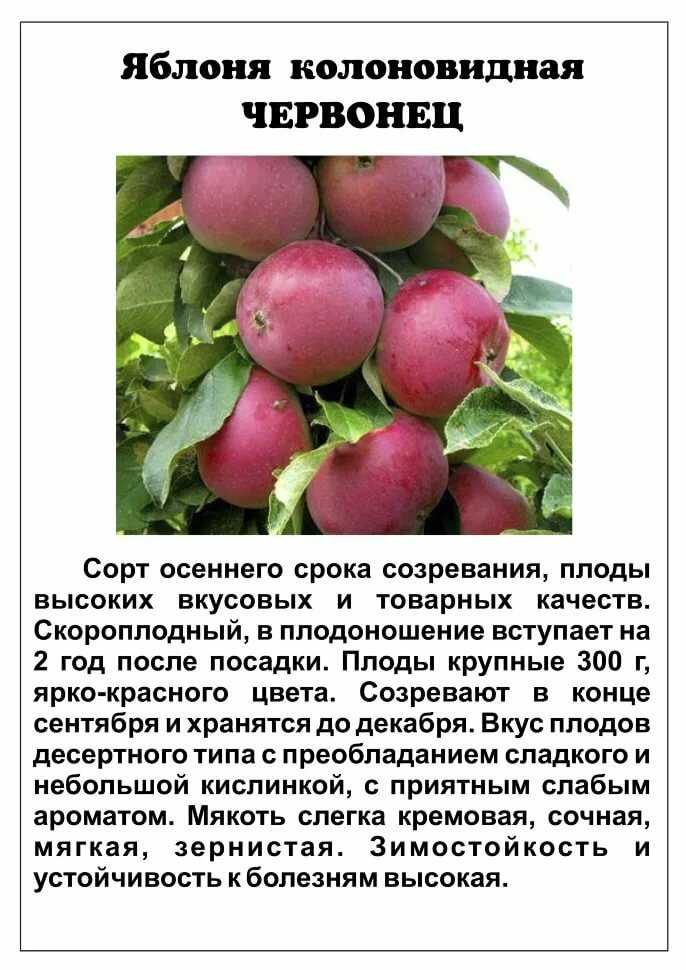 Колоновидная яблоня: сорта, уход и выращивание (фото)