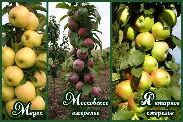 Колоновидная яблоня: сорта, выращивание, уход, отзывы и фото :: syl.ru