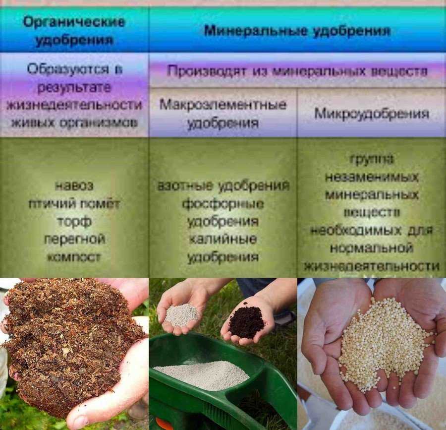 Удобрения для комнатных растений: 6 правил применения на supersadovnik.ru