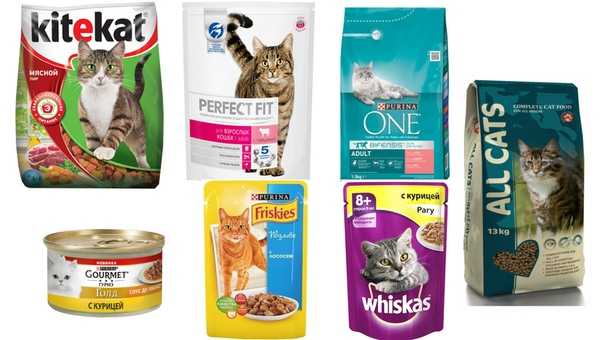 Рейтинг лучших влажных кормов для кошек 2021 года, по отзывам покупателей и ветеринаров