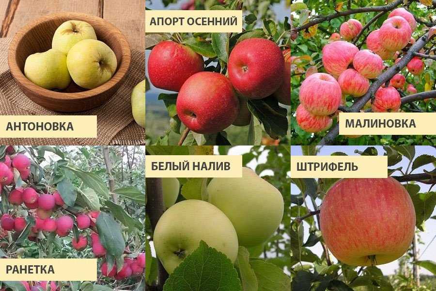 Лучшие сорта яблок: самые вкусные и урожайные