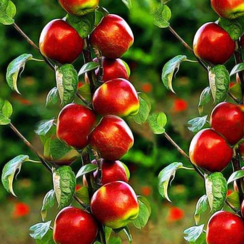 Лучшие сорта колоновидных яблонь для Подмосковья, севера, южных регионов —  описание лучших сортов колоновидных яблонь, фото, отзывы садоводов.