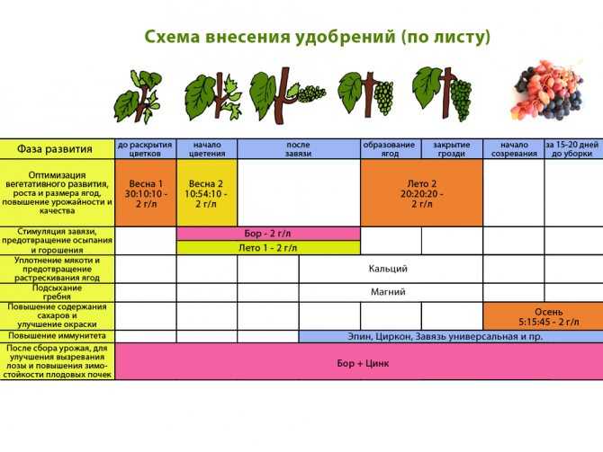 Удобрения для комнатных растений: 6 правил применения на supersadovnik.ru