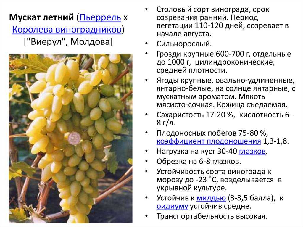 Морозостойкие сорта винограда для подмосковья и средней полосы россии на supersadovnik.ru
