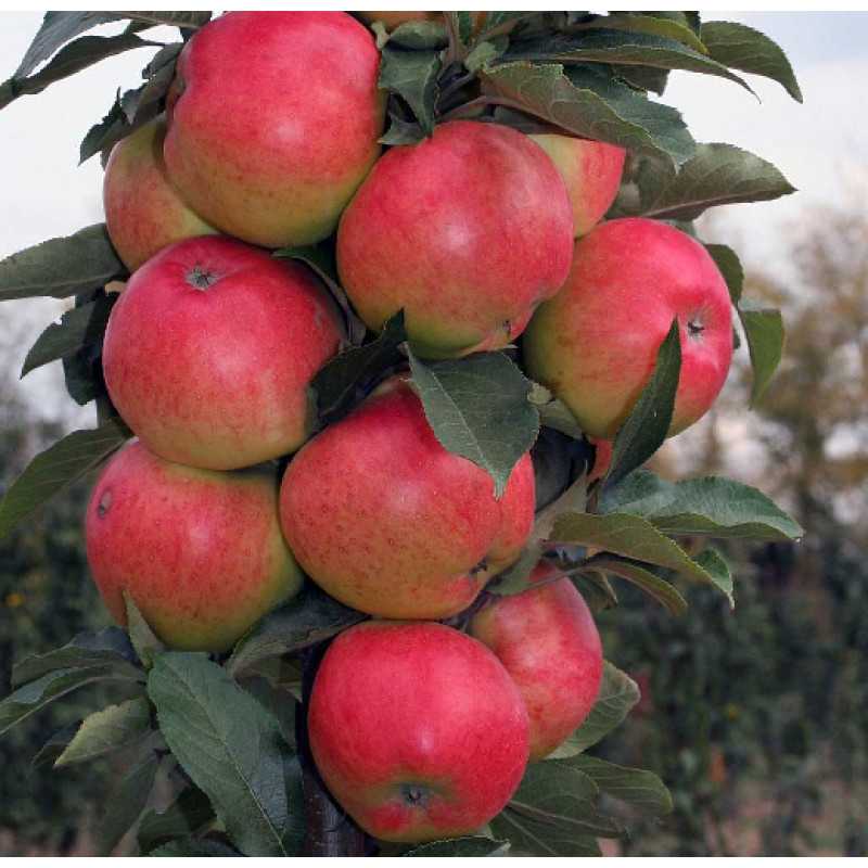 Колоновидные яблони — особенности и лучшие сорта. фото — ботаничка.ru