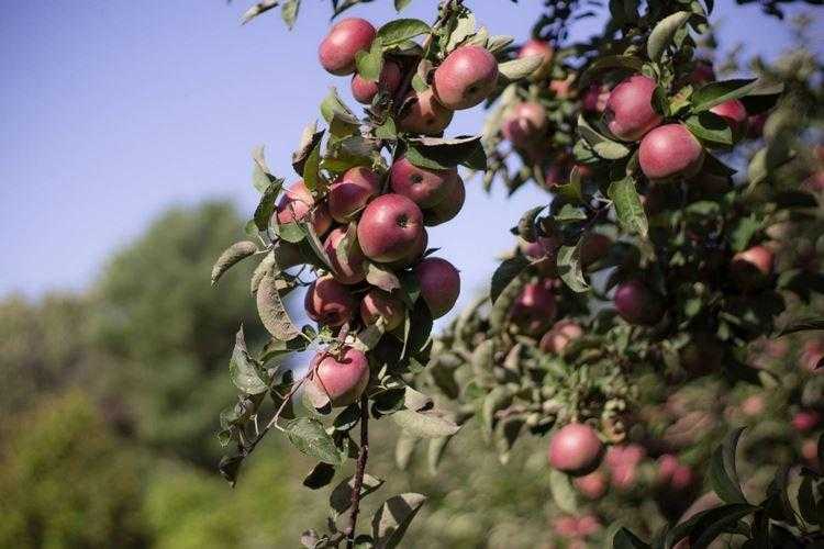 Сорта колоновидных яблонь: отзывы, описание и фотографии лучших, а также классификация на летние (ранние), осенние и зимние
