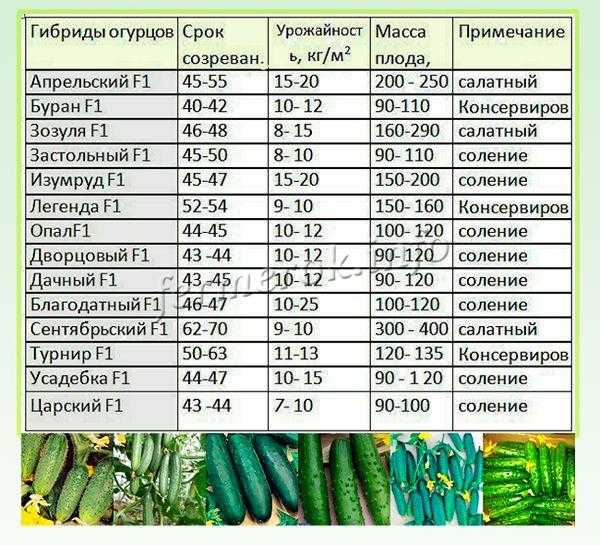 Лучшие сорта огурцов для всех регионов россии