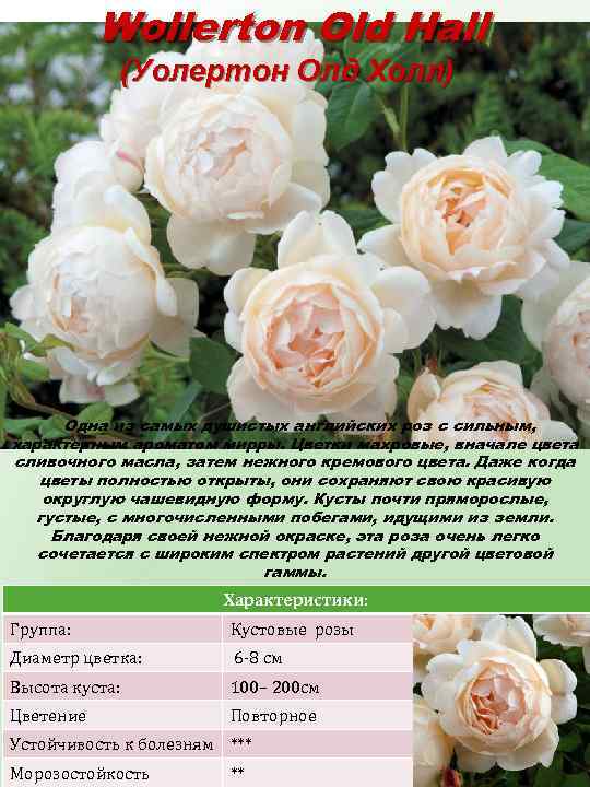 Самые ароматные сорта кустовых роз дэвида остина - flosium.ru