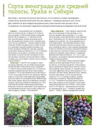 Лучшие неукрывные сорта винограда для Подмосковья, средней полосы —  по отзывам садоводов-любителей и экспертов. Описание лучших зимостойких сортов винограда, фото, отзывы.