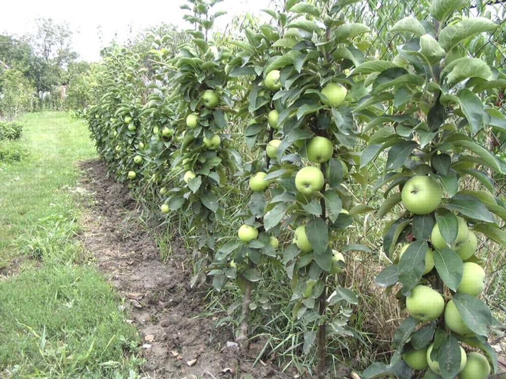Колоновидная яблоня: посадка и уход, обрезка и размножение, описание сортов и фотографии