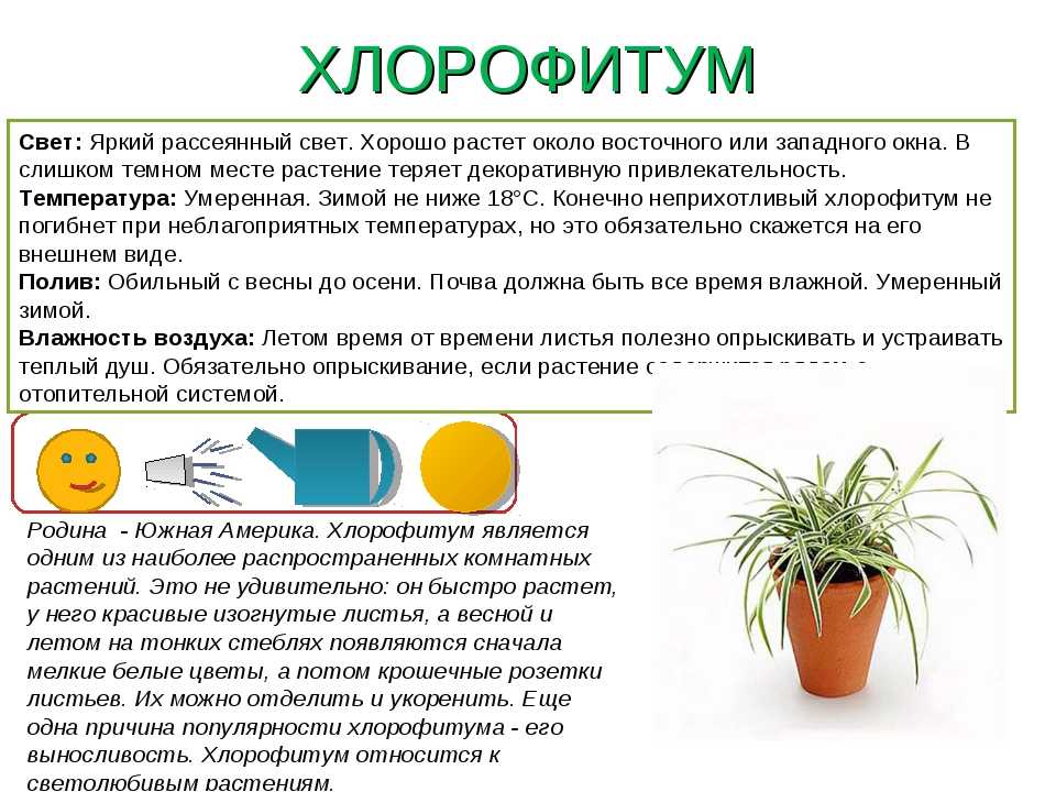 Самые популярные и неприхотливые комнатные растения для квартир и офисов для начинающих цветоводов. Советы экспертов.