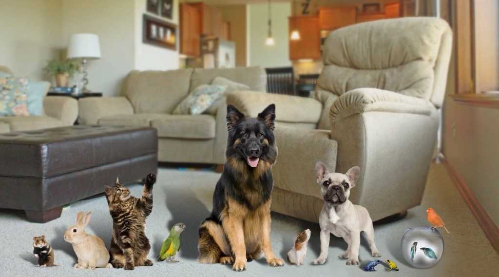 Какую породу собак выбрать для квартиры: советы начинающему владельцу