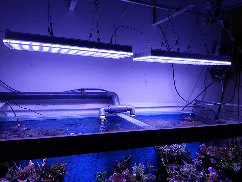 Лампа для аквариума: виды ламп, спектр освещения, как рассчитать