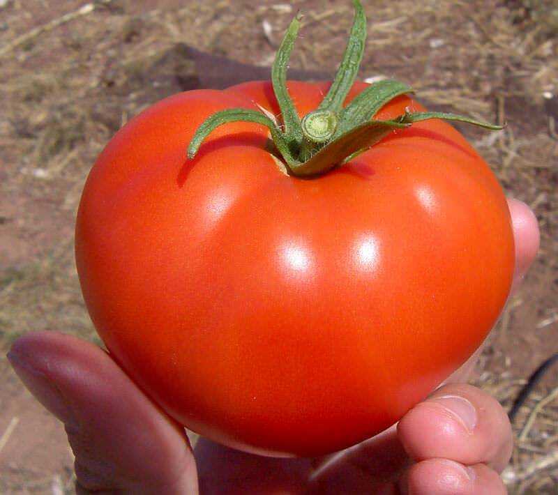 Черные томаты: подборка сортов от частников и в обычных магазинах