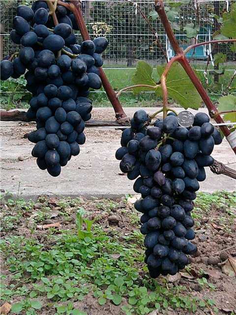 Морозостойкие сорта винограда для подмосковья и средней полосы россии