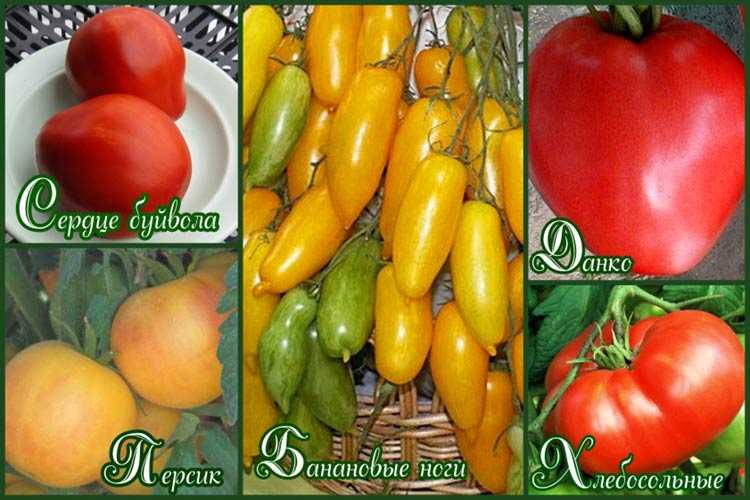 Низкорослые томаты для открытого грунта и теплиц лучшие сорта