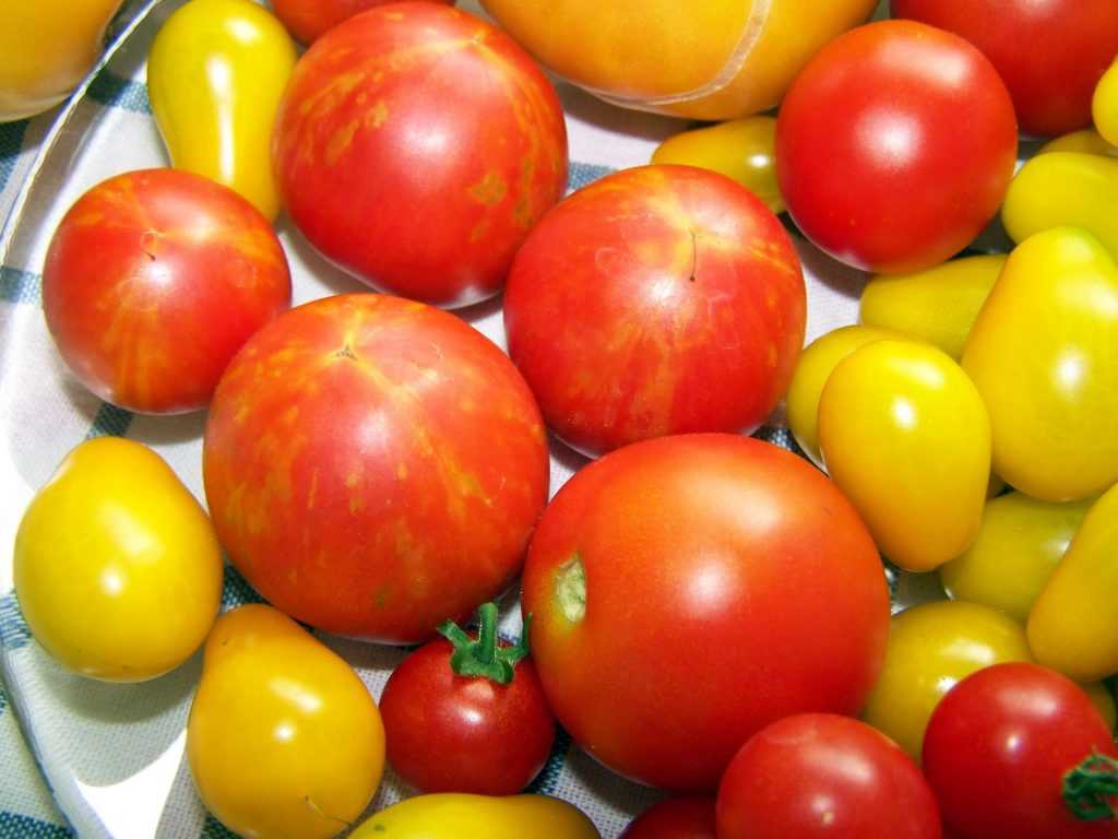 Малосольные помидоры с чесноком и зеленью быстрого приготовления: 10 лучших рецептов с фото и видео