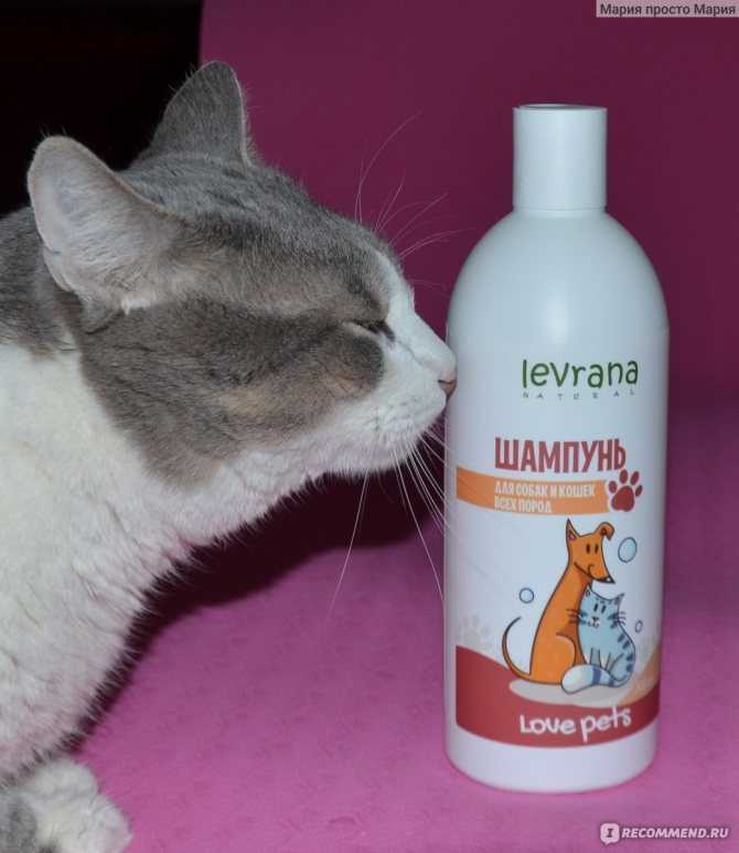 Топ-10 лучших шампуней для кошек | дезинфекция, дезинсекция, дератизация - информационный портал