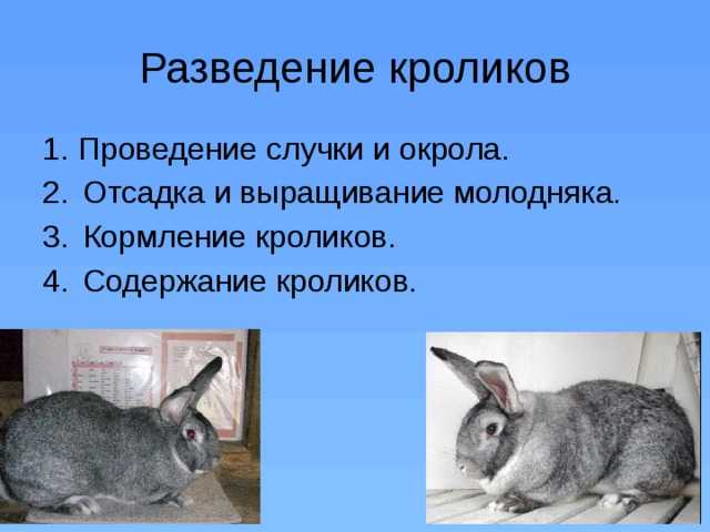 Чем кормить декоративного кролика — список что не едят и что можно давать питомцам