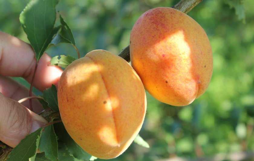 Лучшие сорта абрикоса для подмосковья и их описание, какие деревья посадить