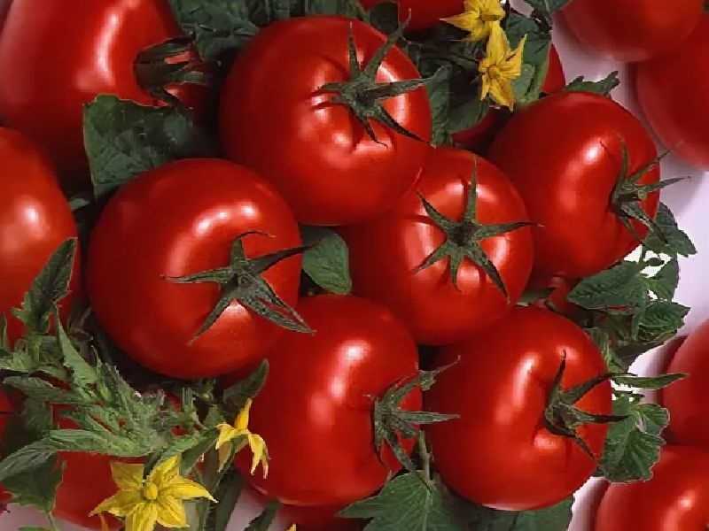 Cорта крупных мясистых и очень ранних томатов, для разных регионов