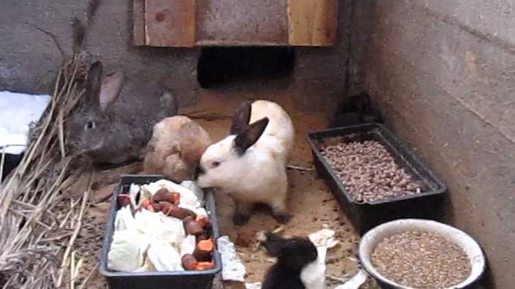 Чем кормить карликового кролика?