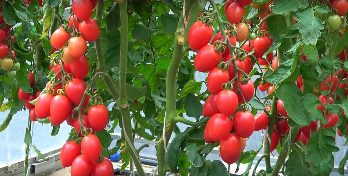 Лучшие сорта томатов для теплиц — разбираемся, какие семена помидоров лучшие — по отзывам экспертов и обычных садоводов.