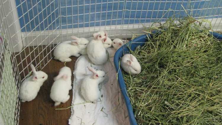 Что едят декоративные кролики и чем их кормить