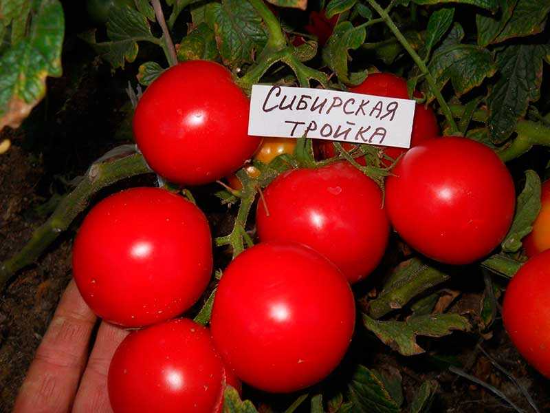 Низкорослые сорта томатов для открытого грунта, теплиц, балкона: особенности