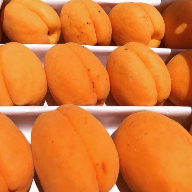 Сорта абрикосов: название и подробное описание лучших и обзор самых популярных сортов (110 фото + видео)