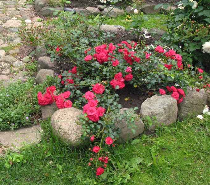 Зимостойкие сорта почвопокровных роз — сорта, правила выбора и ухода
