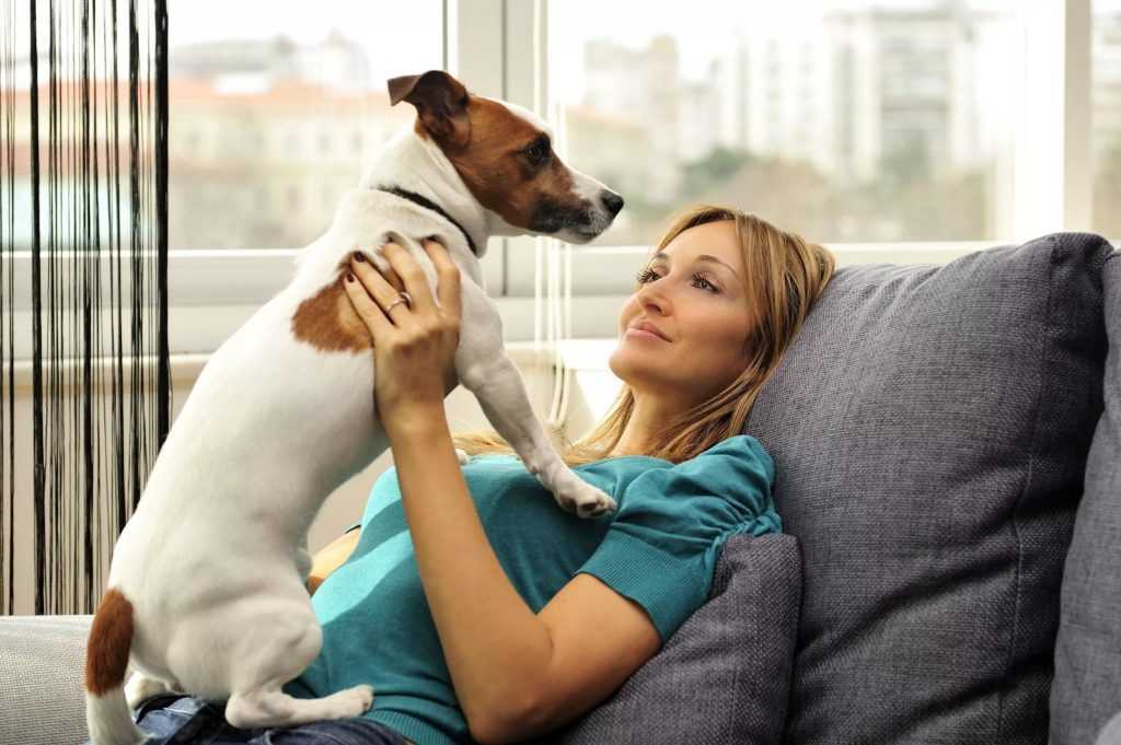 Лучшие собаки для содержания в городской квартире — по мнению экспертов и по отзывам хозяев.
