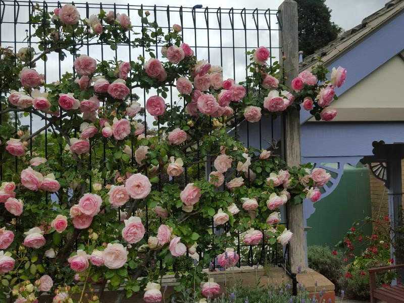 Сорта плетистых роз (68 фото): выбираем лучший сорт, особенности роз «метанойя», «джардина» и «жасмина», характеристика роз «голден парфюм», «наэма» и других