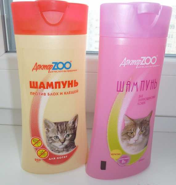 Как выбрать и использовать шампунь для кошек