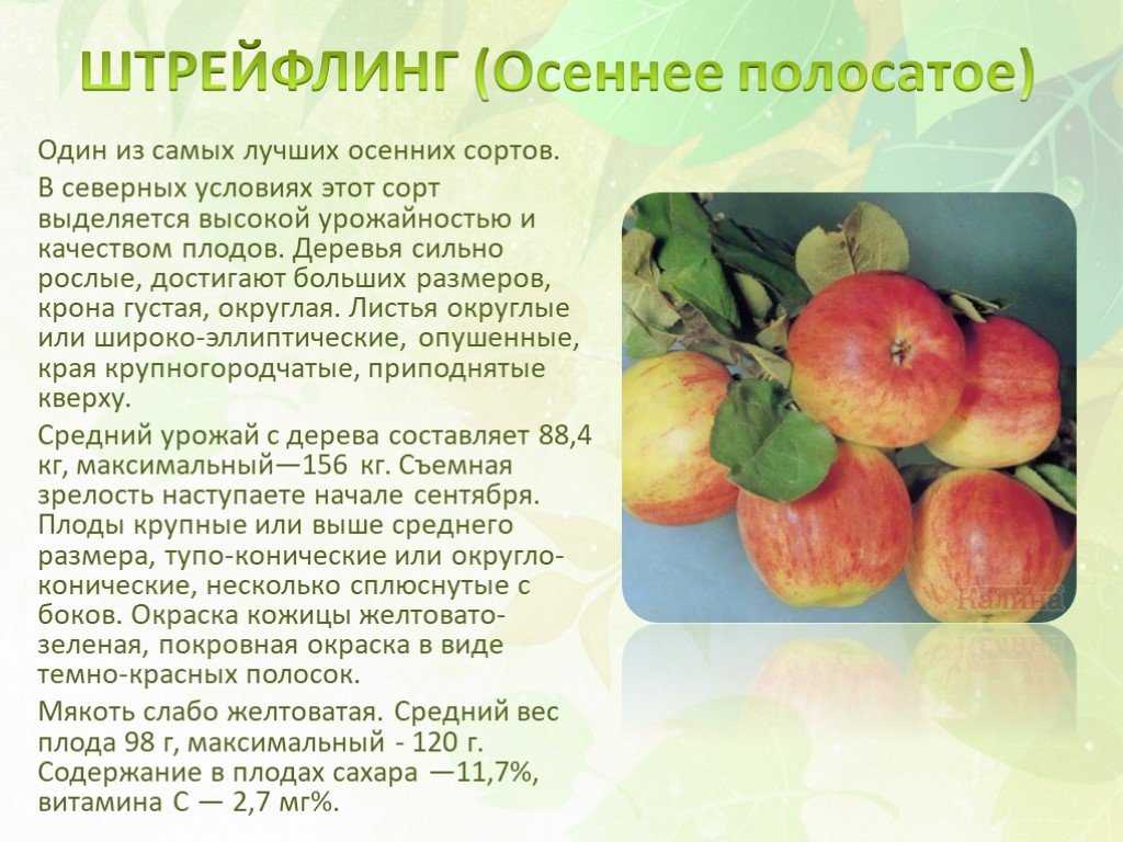 Сорта яблонь, фото: описание лучших видов, зимние, летние, сладкие