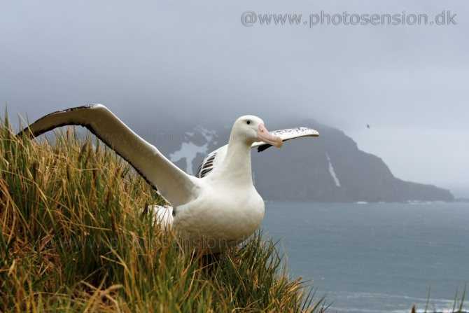 Птица альбатрос. кто такие странствующие альбатросы?
