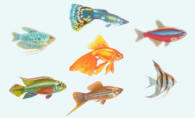 Какие рыбки могут жить без кислорода и фильтра? 22 фото самые неприхотливые аквариумные рыбы для маленького аквариума, которым не нужен компрессор