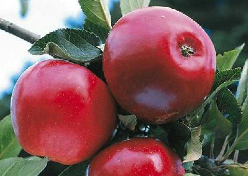 Сорта яблок — названия, особенности, характеристики, лучшие сорта для выращивания и урожайность (90 фото). сорта яблок фото с названием и описанием