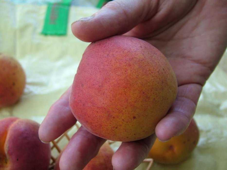 10 лучших сортов абрикосов для подмосковья - рейтинг (топ-10)