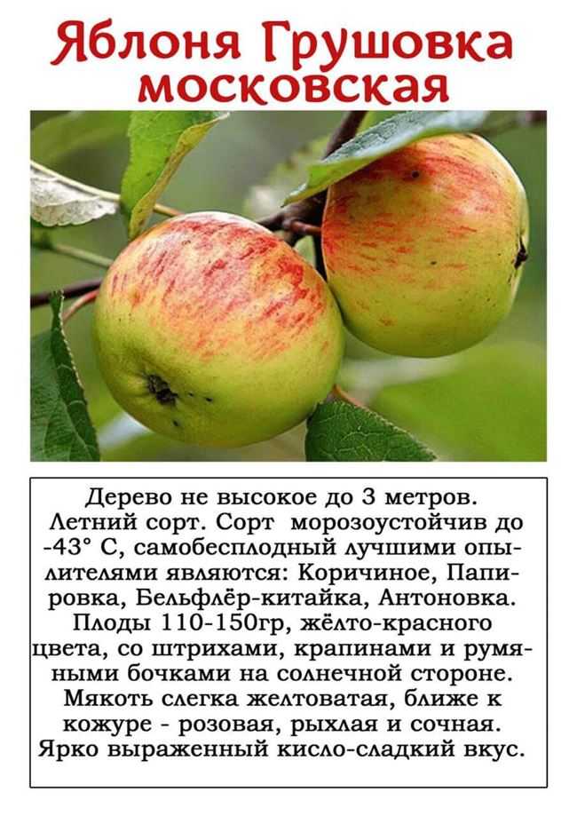 Топ-15 ранних сортов яблок для вашего сада