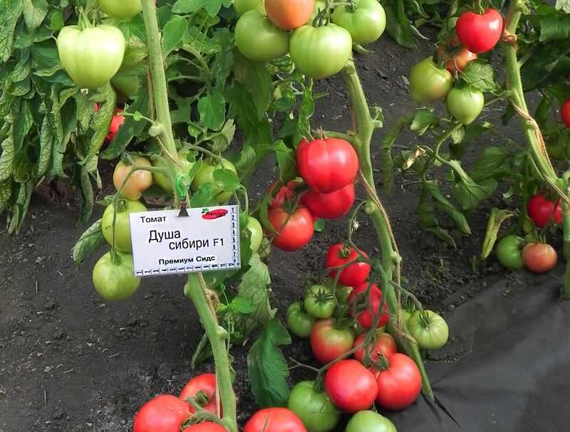 Лучшие сорта томатов для теплиц в средней полосе | огородовед