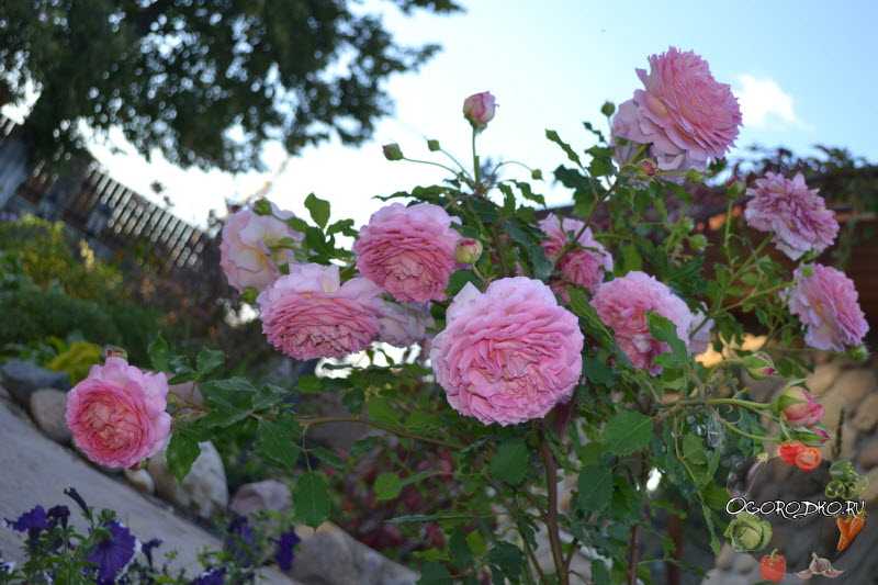 Зимостойкие сорта почвопокровных роз (82 фото): как выбрать вьющиеся морозостойкие розы для подмосковья? особенности плетистых и других сортов, цветущих все лето