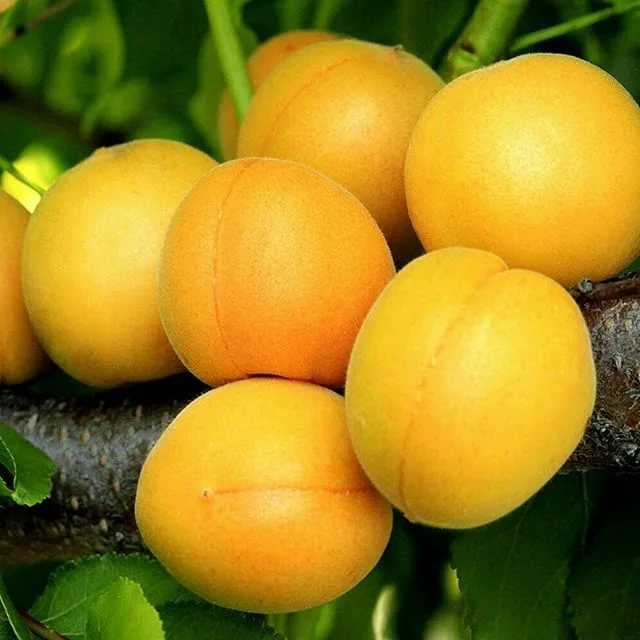 Лучшие сорта абрикосов, низкорослые, зимостойкие, по срокам созревания плодов