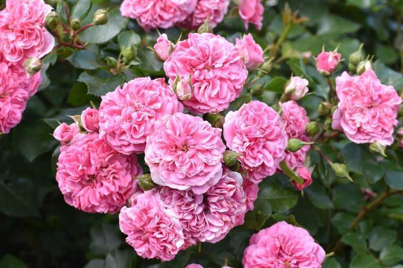 Лучшие сорта роз флорибунда для Подмосковья, средней полосы и других регионов —  по отзывам садоводов-любителей и экспертов. Описание лучших сортов роз флорибунда, фото, отзывы.