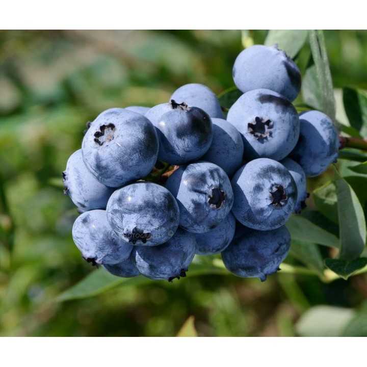 Голубика: лучшие сорта для подмосковья, ранние, урожайные, сладкие, вкусные, низкорослые, самоплодные - fermnamilion