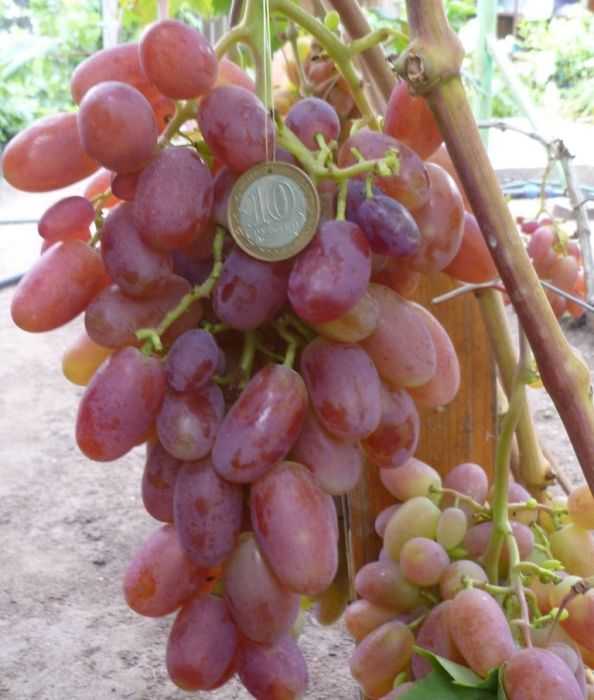 Лучшие сорта винограда для вина - фото, названия и описания (каталог)