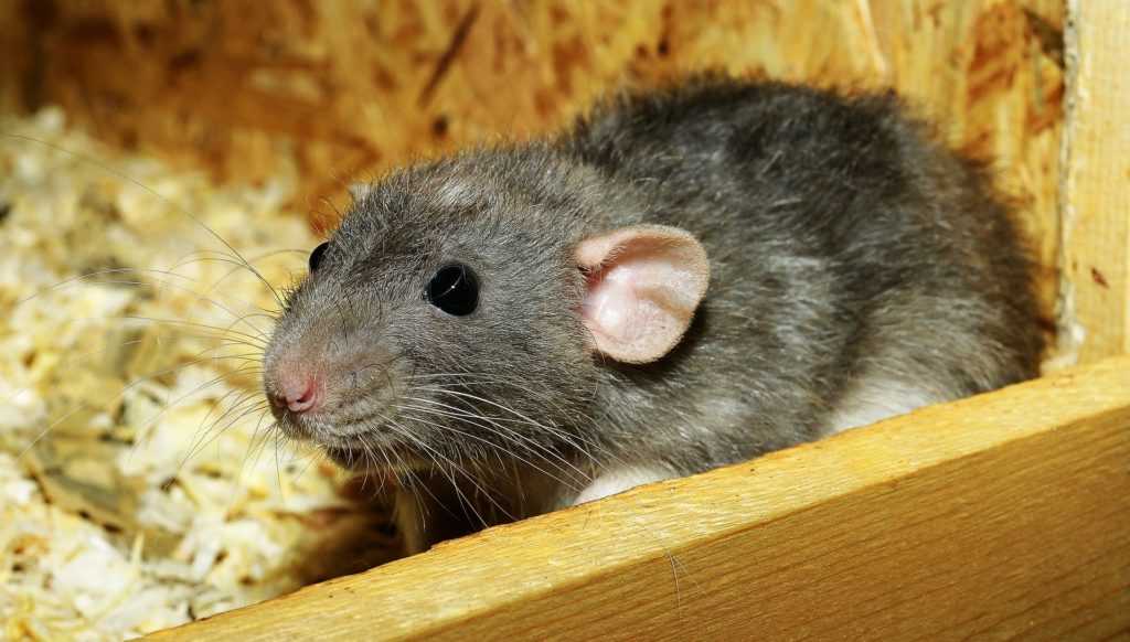 Лучшие корма для декоративных крыс — по мнению ветеринарного врача и по отзывам хозяев.